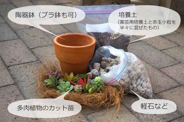 多肉植物カット苗寄せ植えに！！