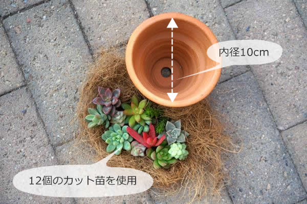 多肉植物 カット苗